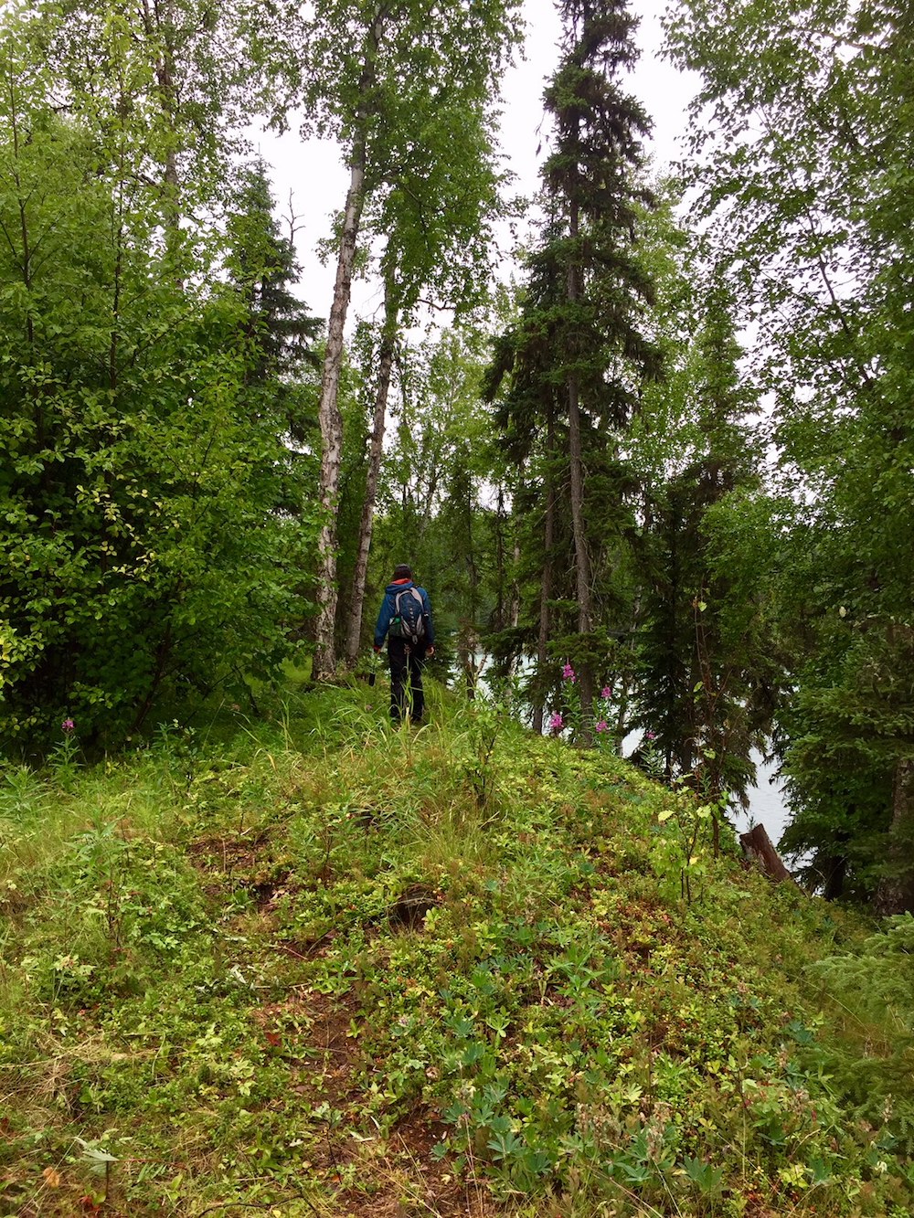 The upland forest habitats offer different niches for birds and other wildlife than the river below. Conserving multiple habitats on properties supports multiple species